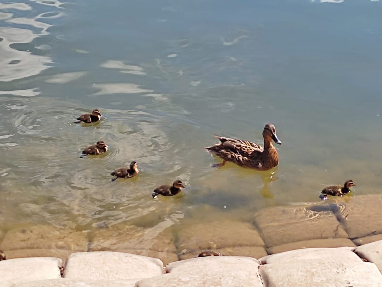 29 май ниләр вәгъдә итә?