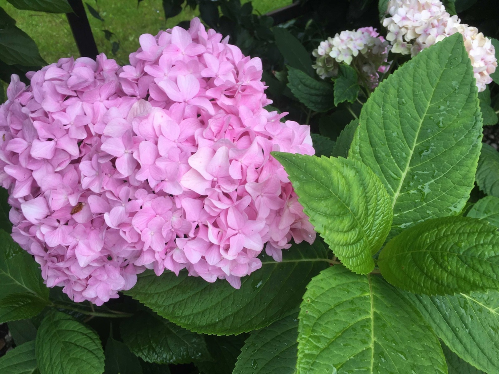 Гортензияне бик иртә ачмагыз!