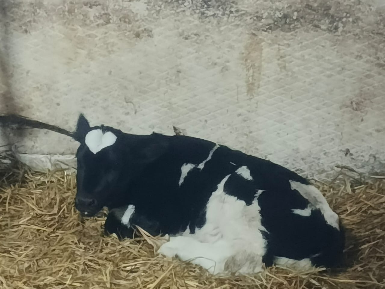 Ике йөрәкле бозау туган