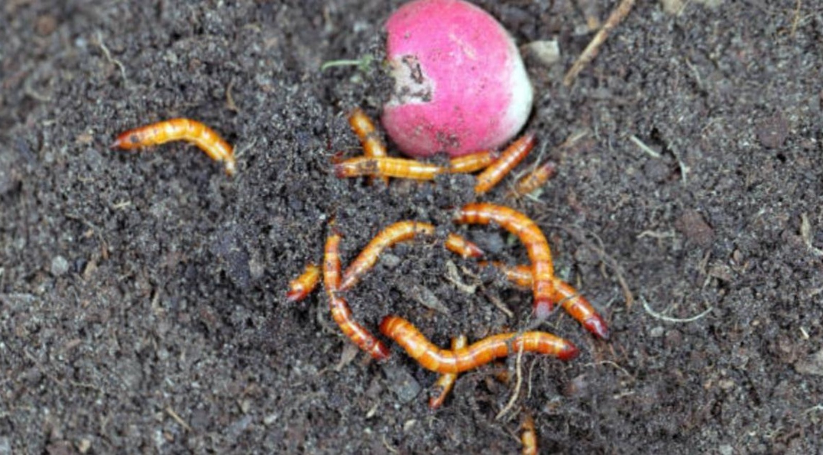 Бакчадагы каты корттан ничек котылырга?