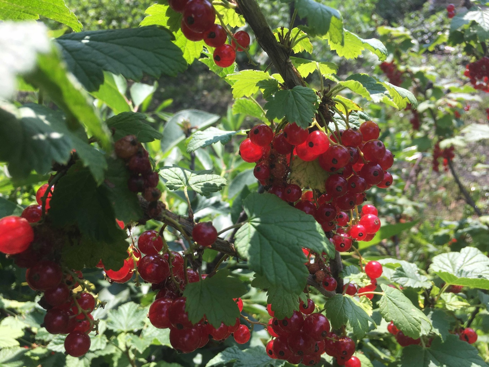 Карлыган крыжовникны яратмый!