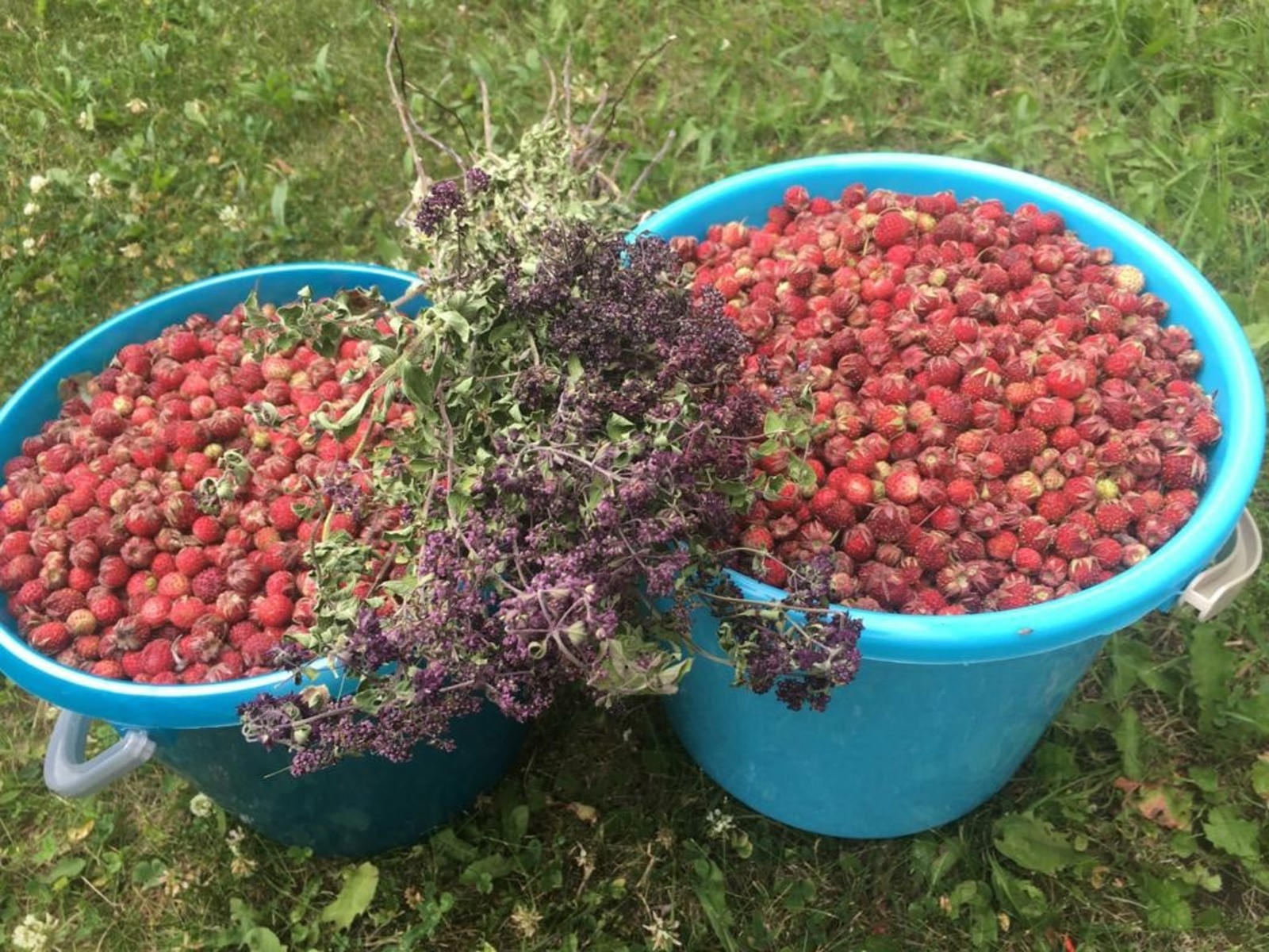 Дару үләннәрен бу көннәрдә җыеп калыгыз!