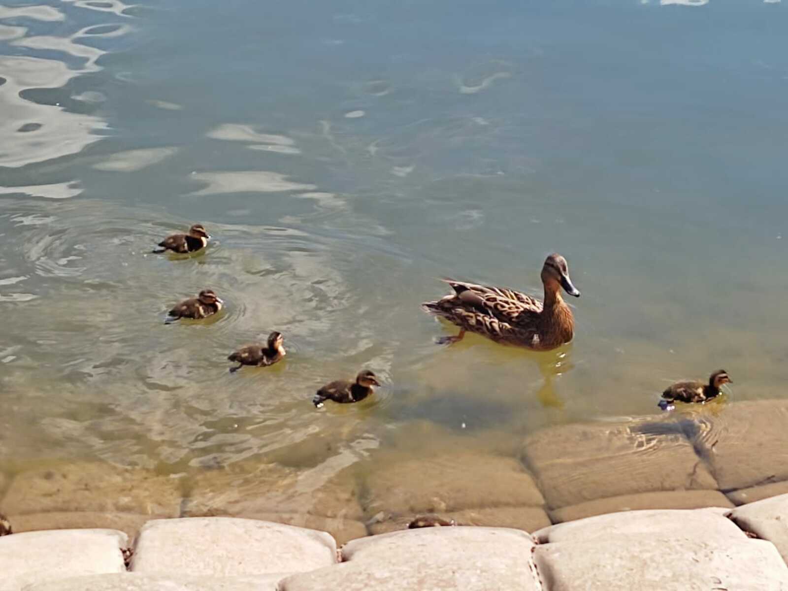 Ирегез зарланудан туктасын, дисәгез...