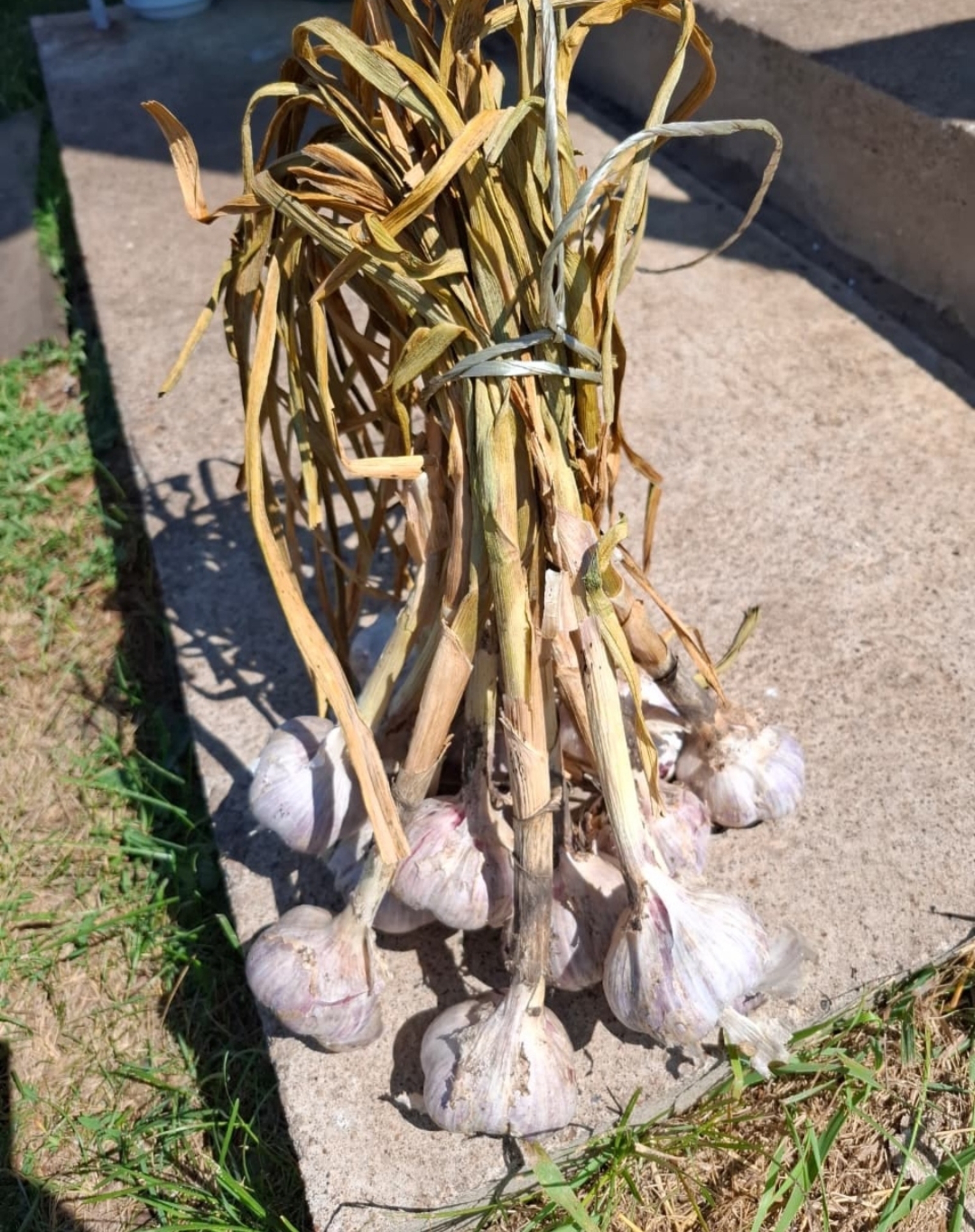 Сарымсакны дөрес саклыйсызмы?