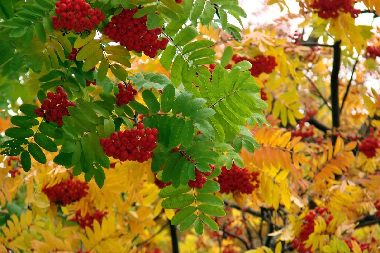 Чибәр кыз син, сентябрь!