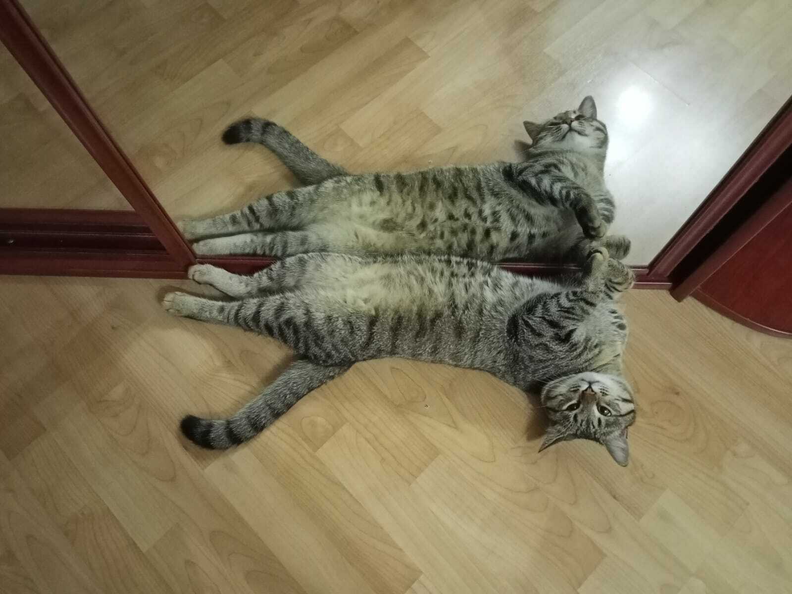 Этне сыйлагыз, мәчене сыйпамагыз...