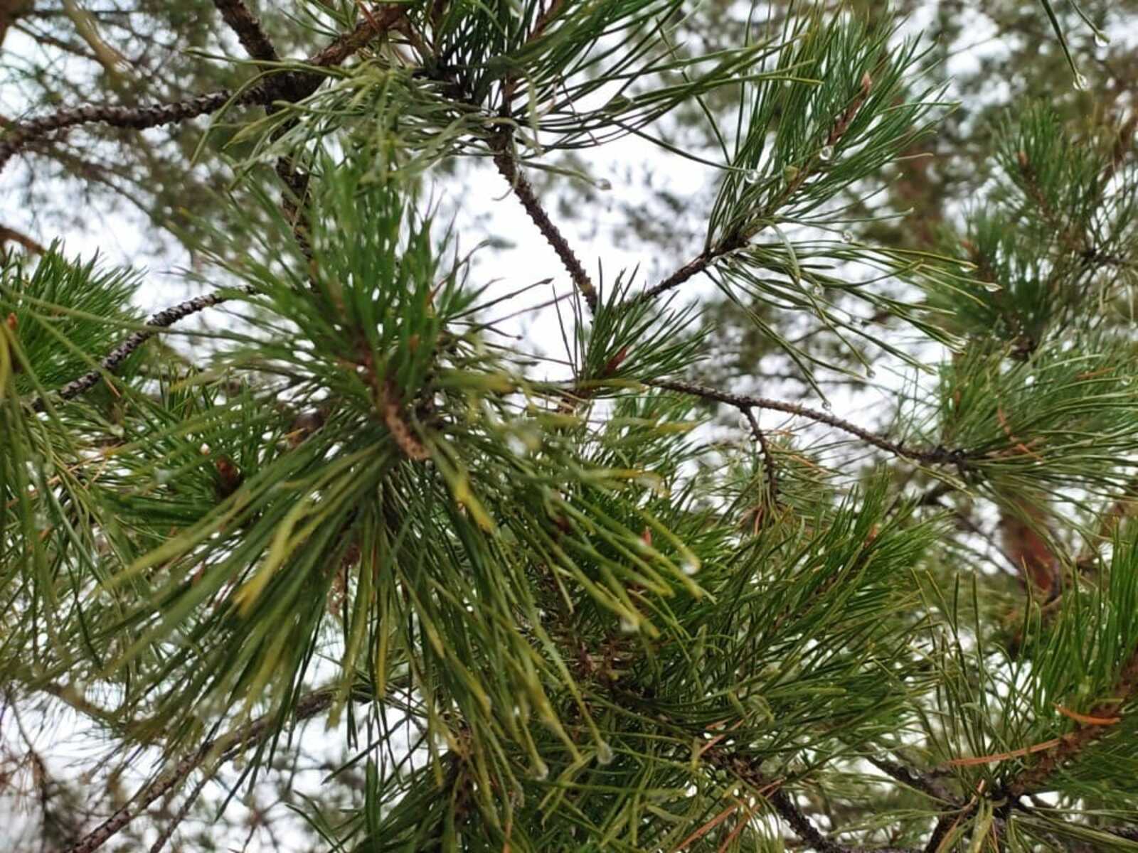 Иртәгә тылсымлы көн!