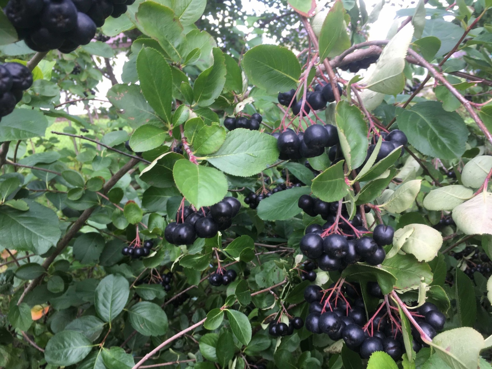 Кара миләш хәтерне яхшырта