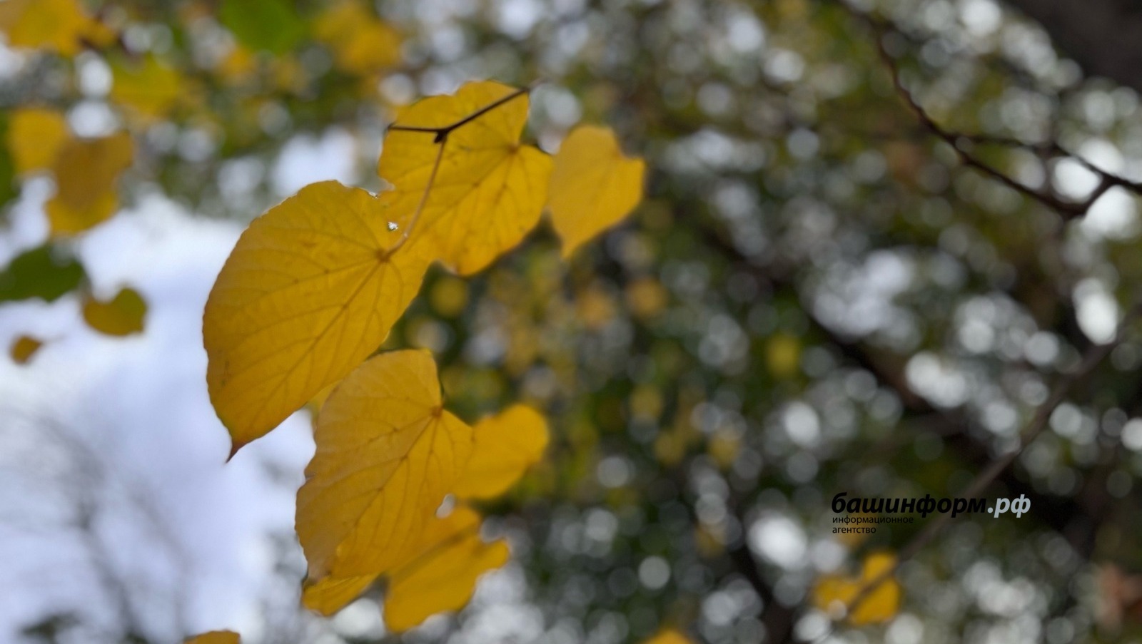 Гафу ит, әни...