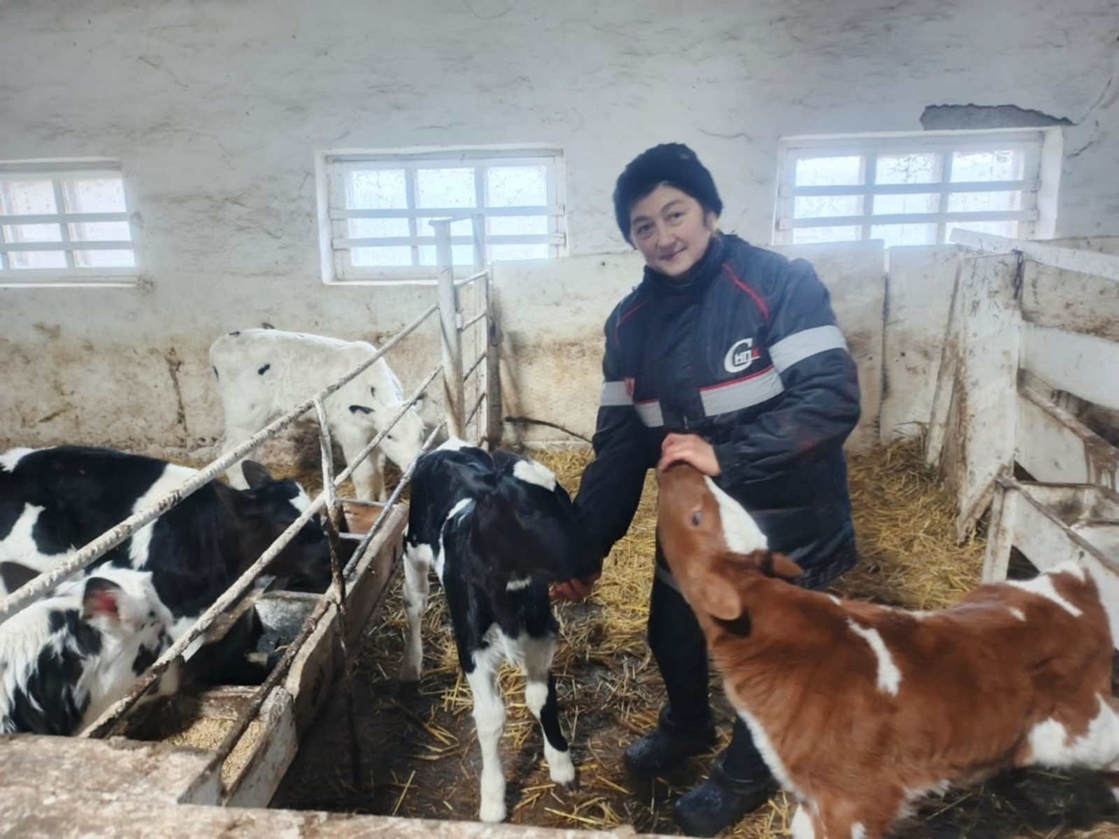 Ике йөрәкле бозау туган