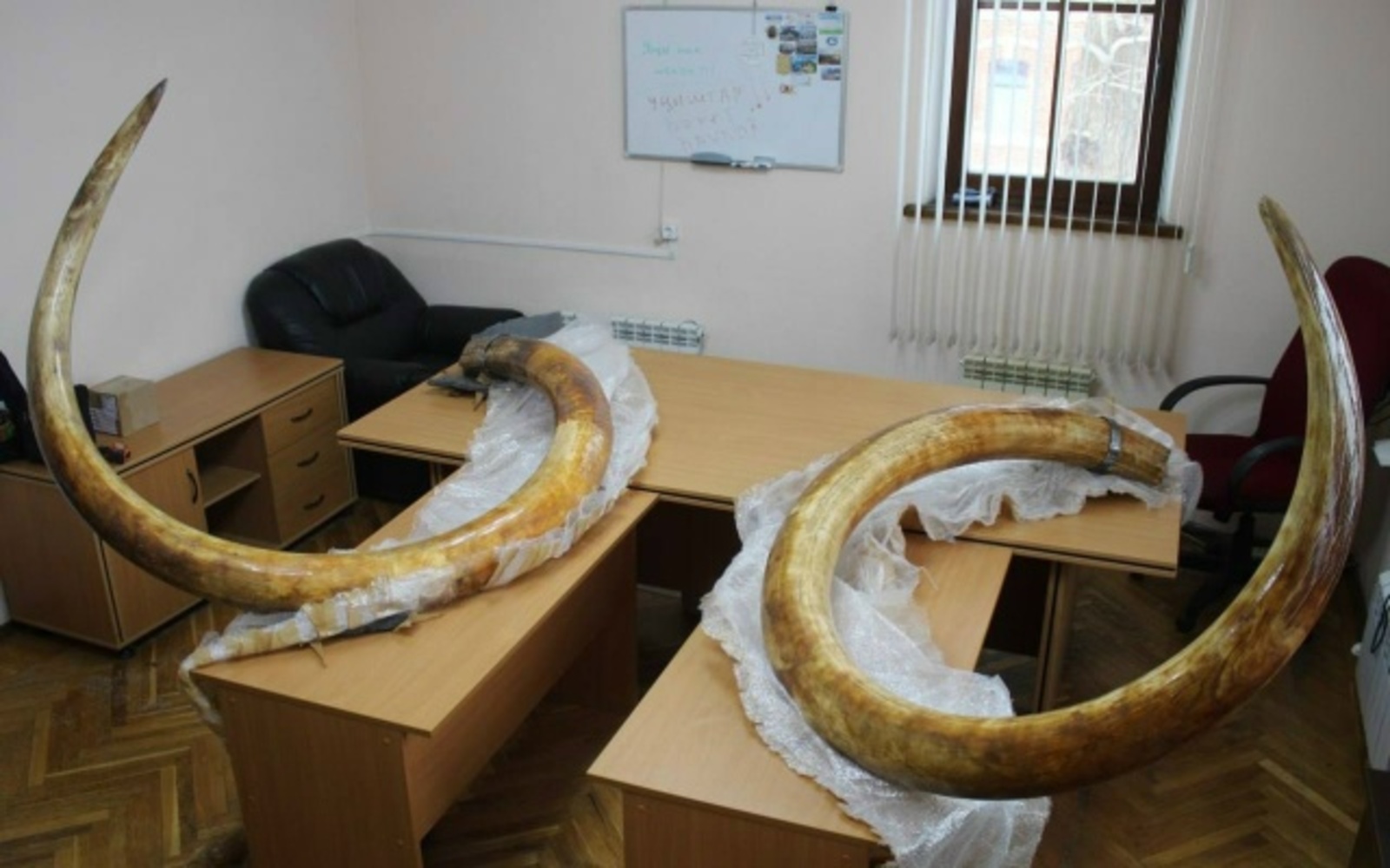 Якутиядән безгә мамонт килде!