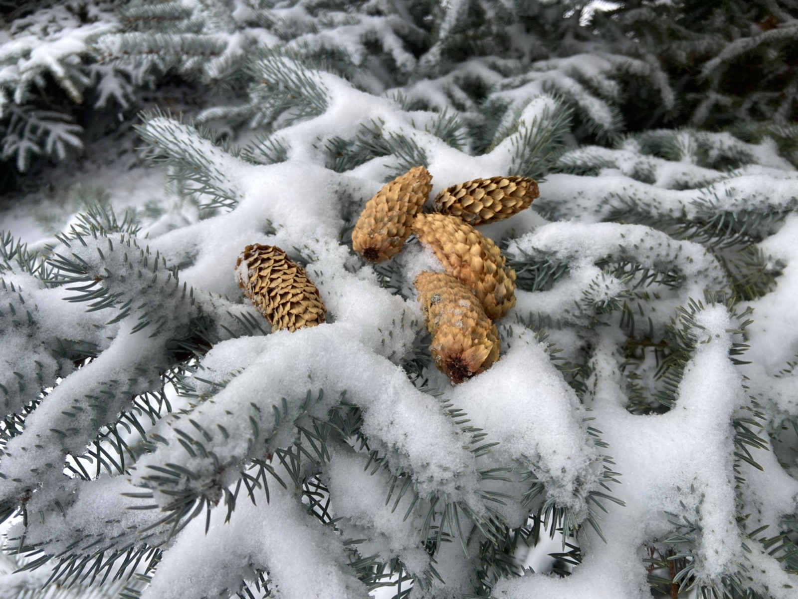 Чыршы күркәсе ярдәмгә килер