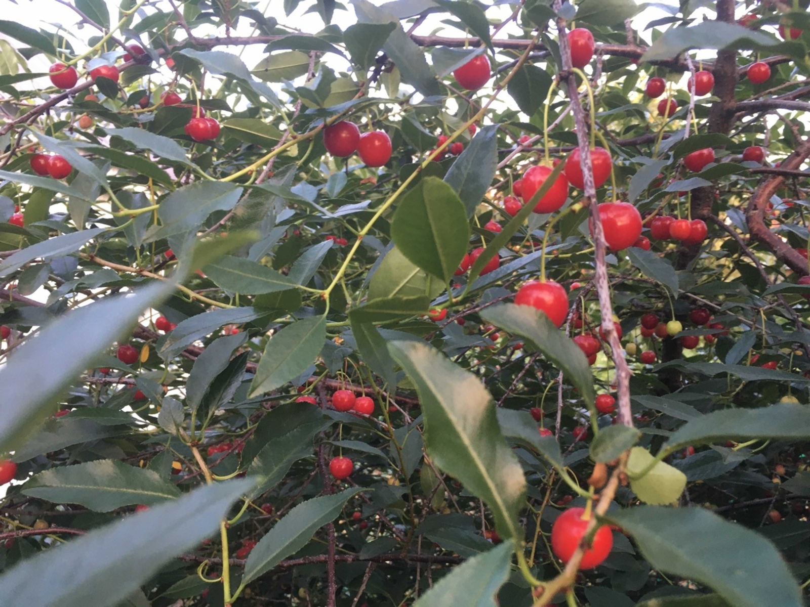 Чия йокыны яхшырта