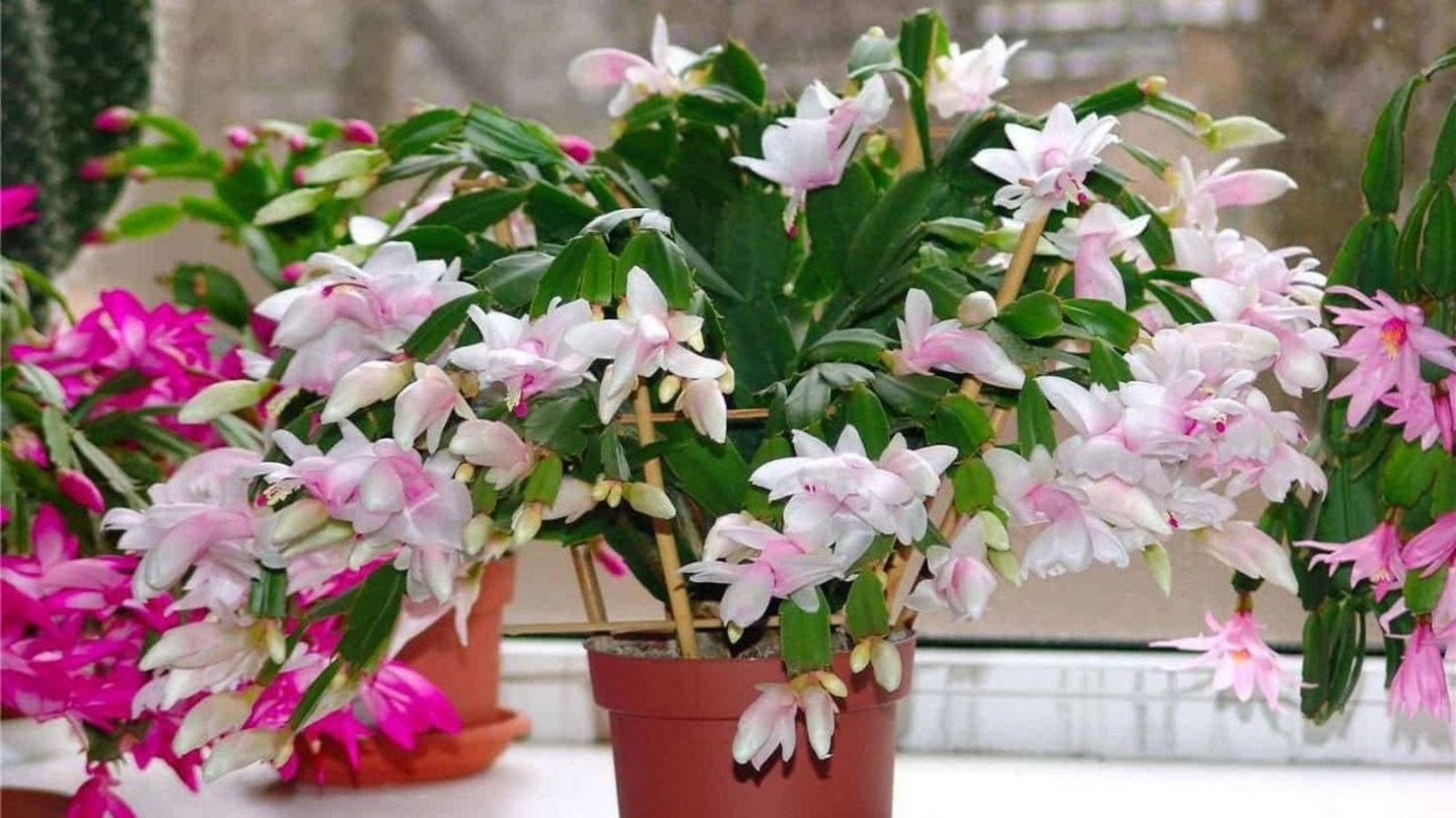 Декабрь гөлен ничек тәрбияләргә?