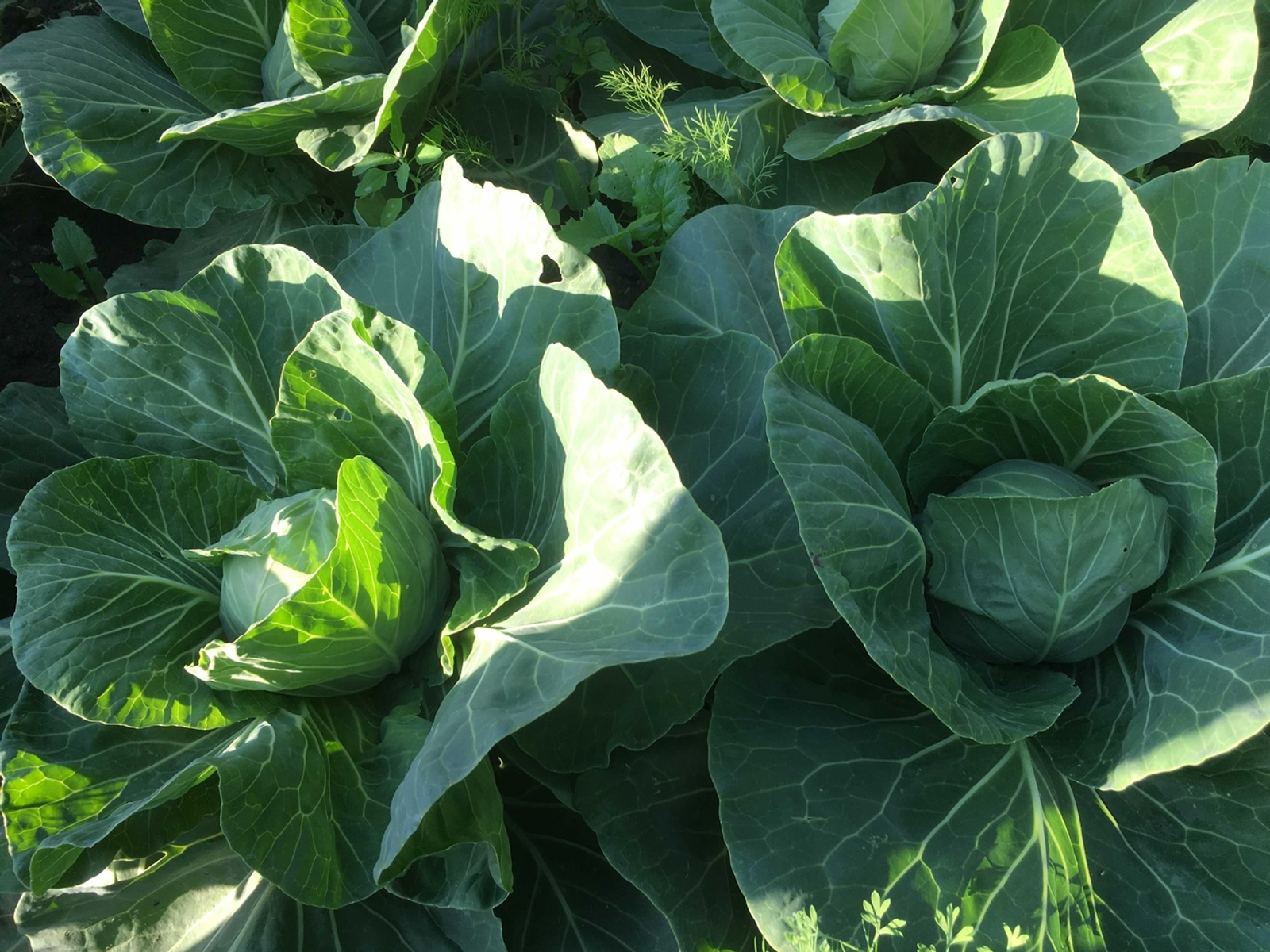 Кәбестәне кара борча басса, нишләргә?