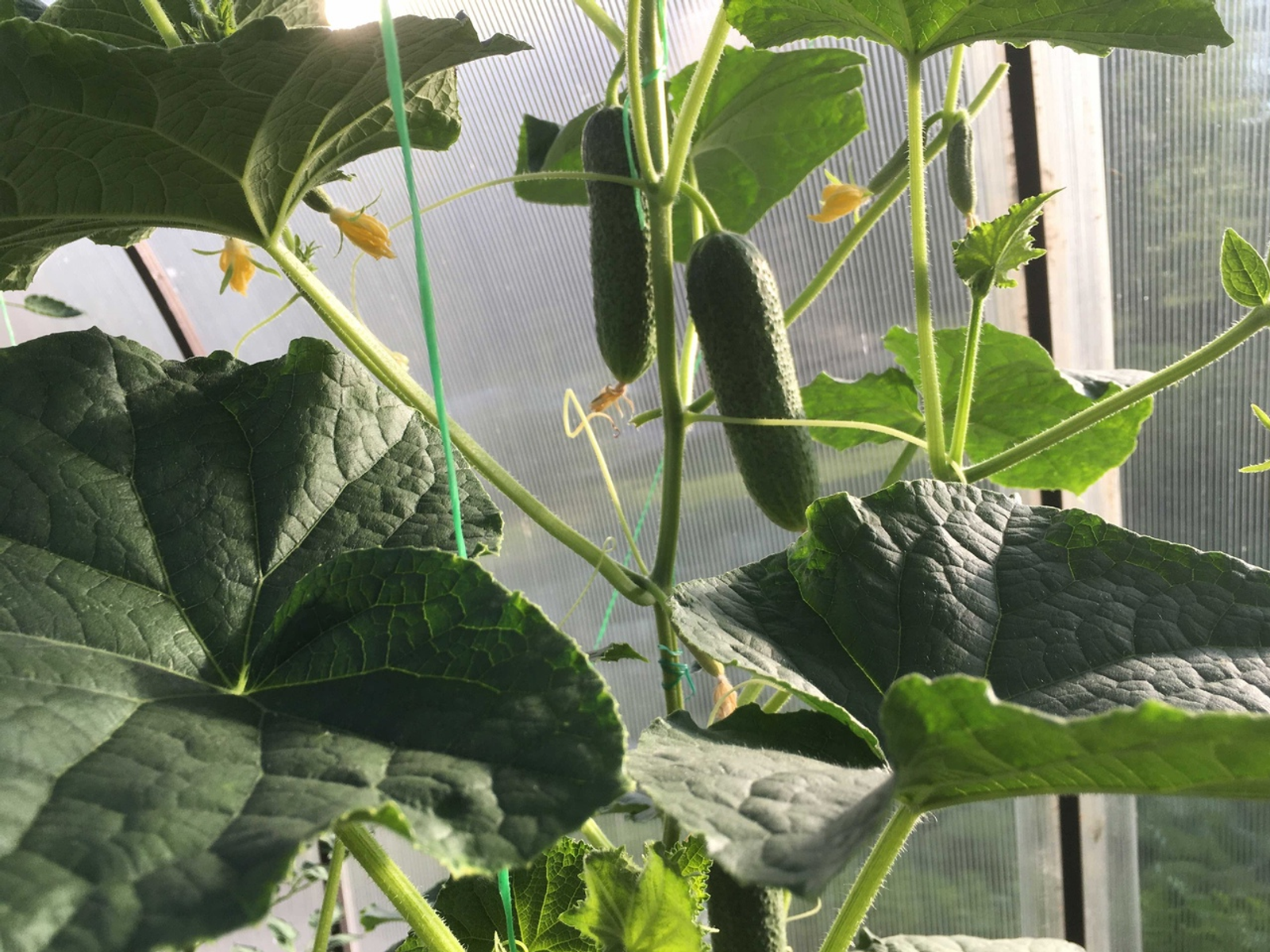 Кыяр уңышы орлыкка бәйле...