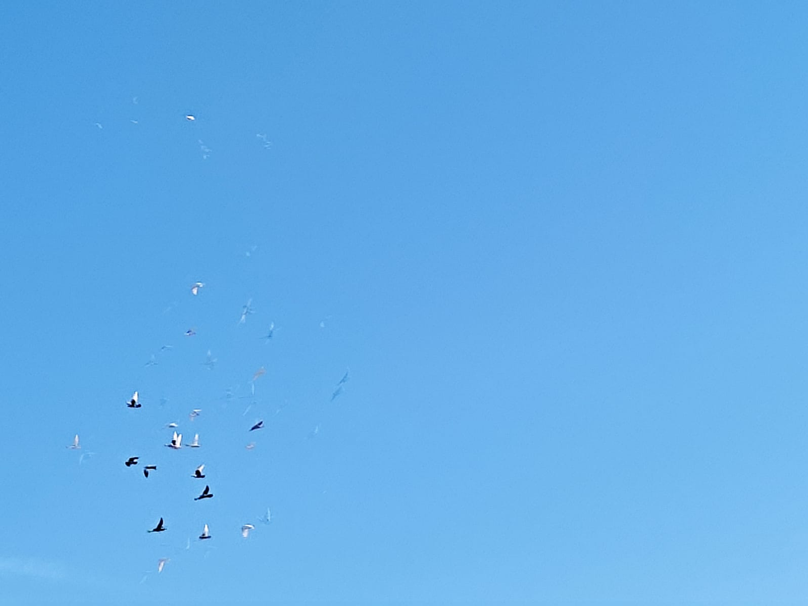 Кан тапшыру — башкаларга ярдәм итүнең иң хәвефсез ысулы