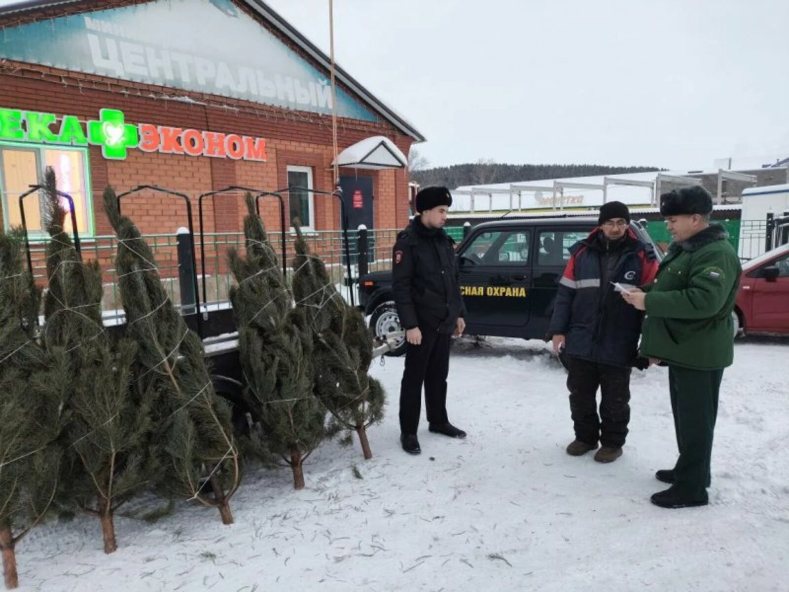 Яшь чыршыларны кисмәгез!