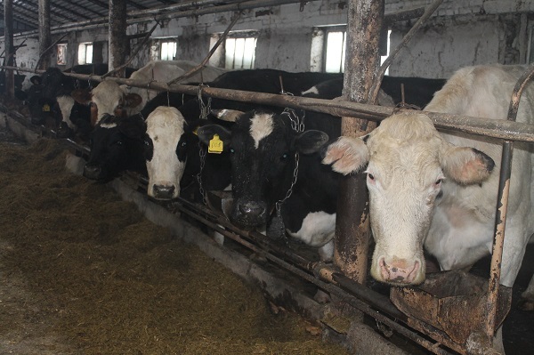 Сыер саву – сәнгать ул!