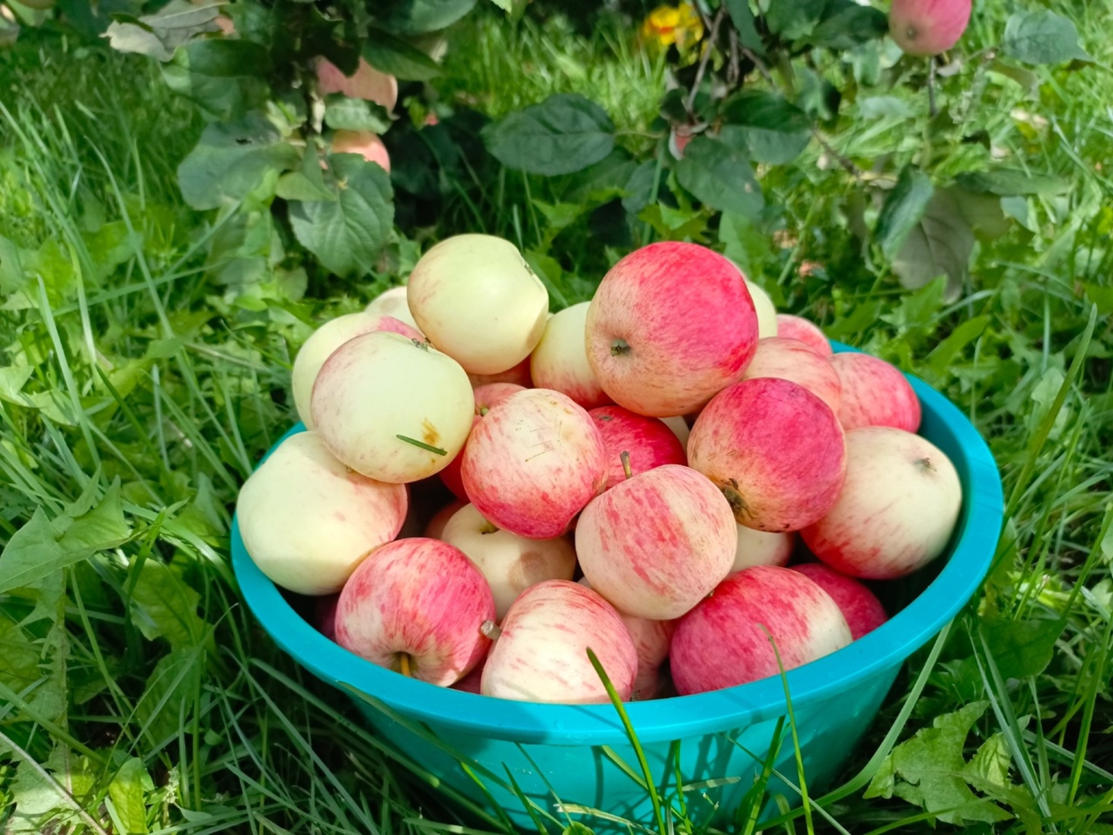 Алмагачлар салкыннарга бирешмәсен, дисәң...