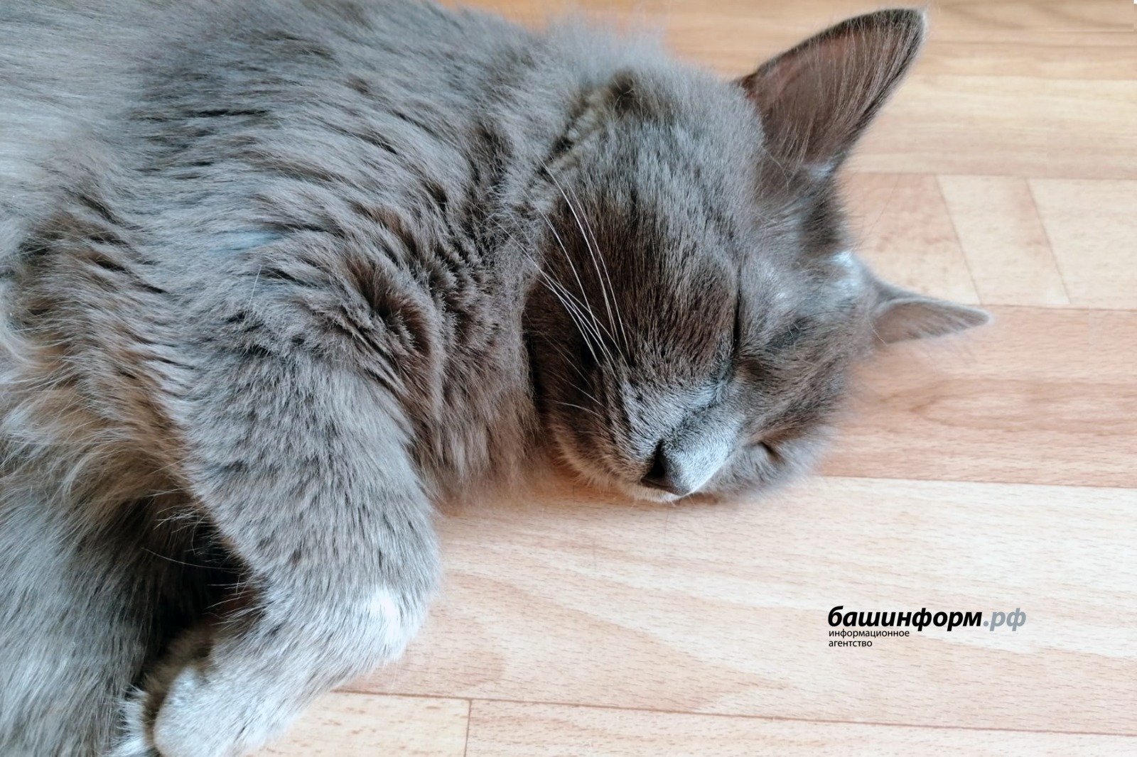 "Йорт иясе борынымнан кысты"