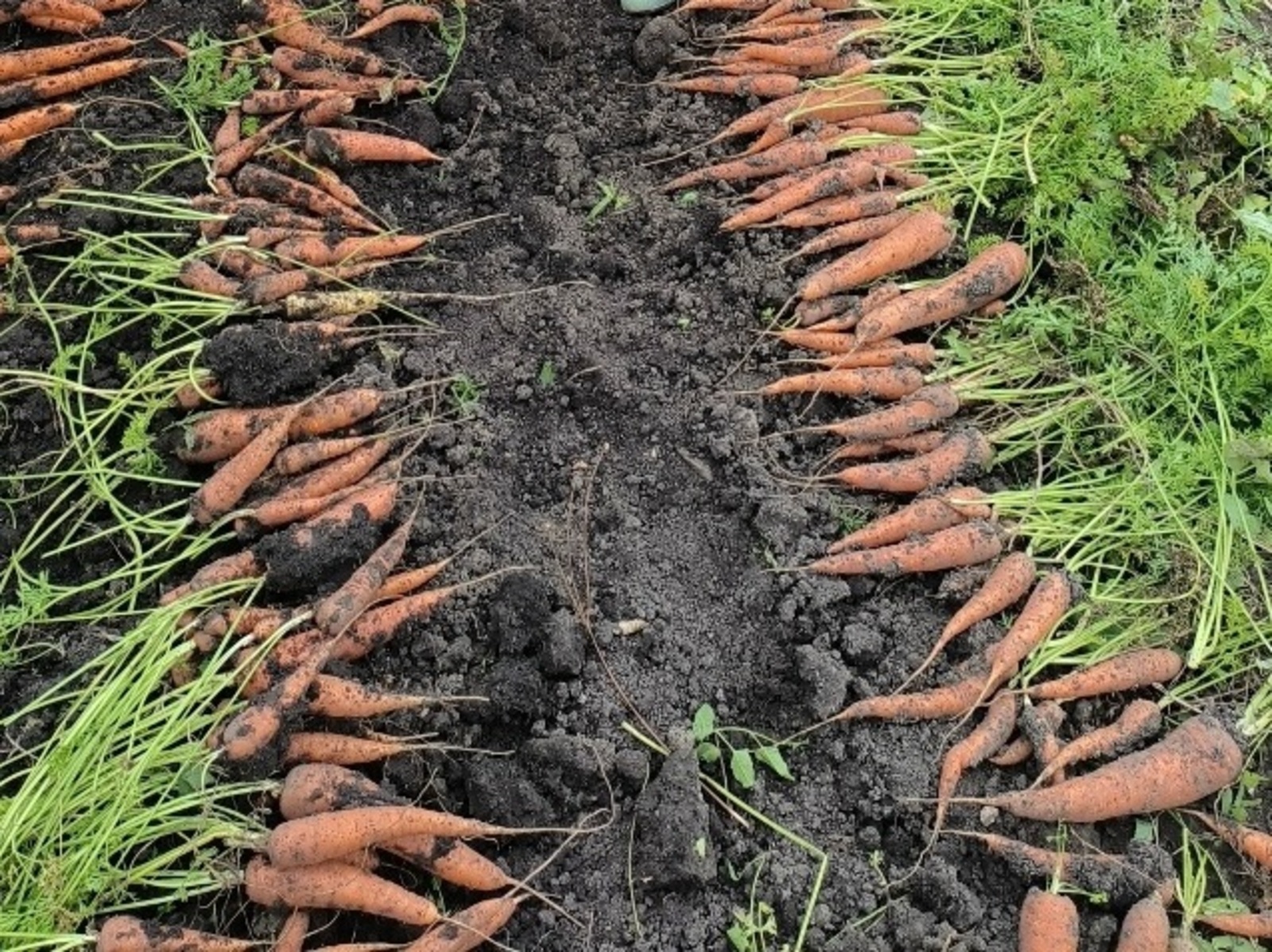 Кишерне көздән утыртыгыз!