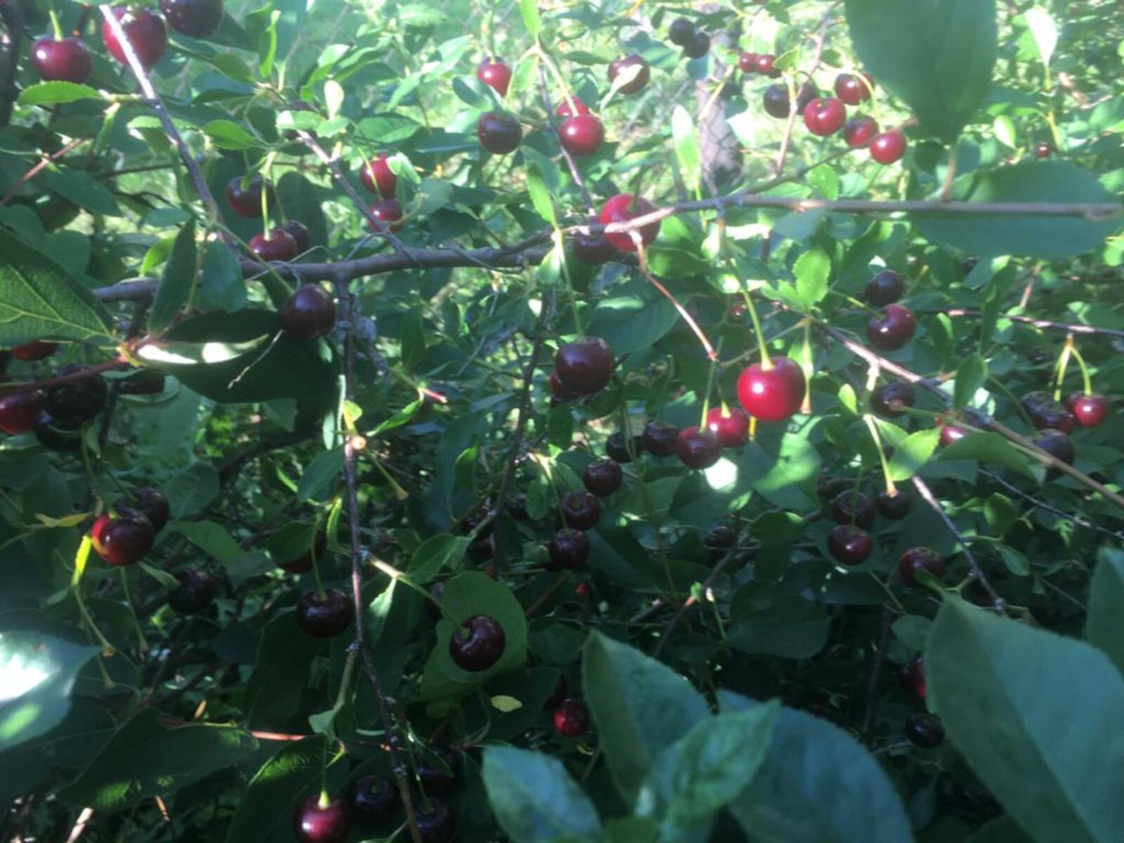 Чияне төше белән кайнатырга ярыймы?