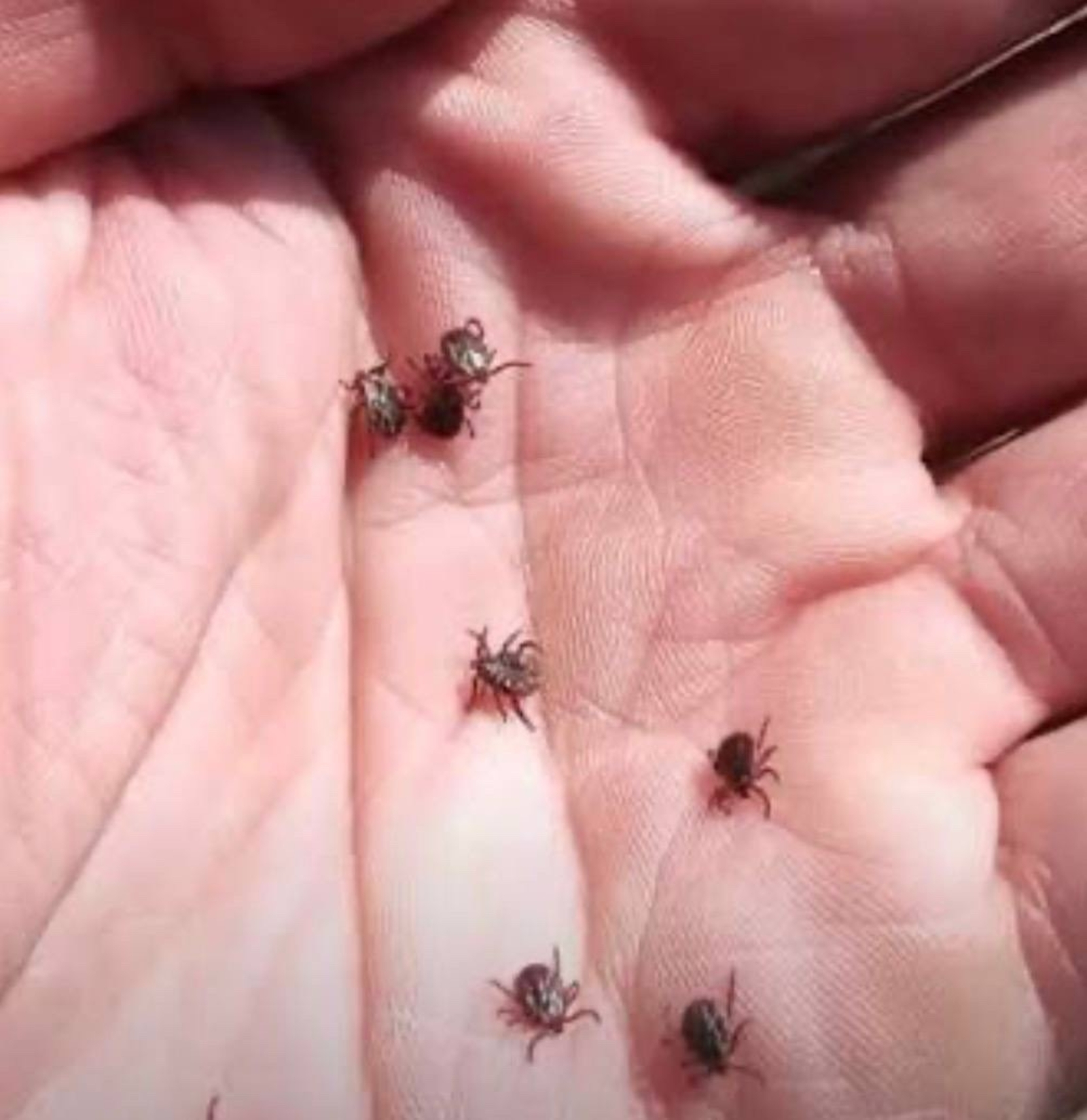 Башкортстанда талпаннар уяна башлады