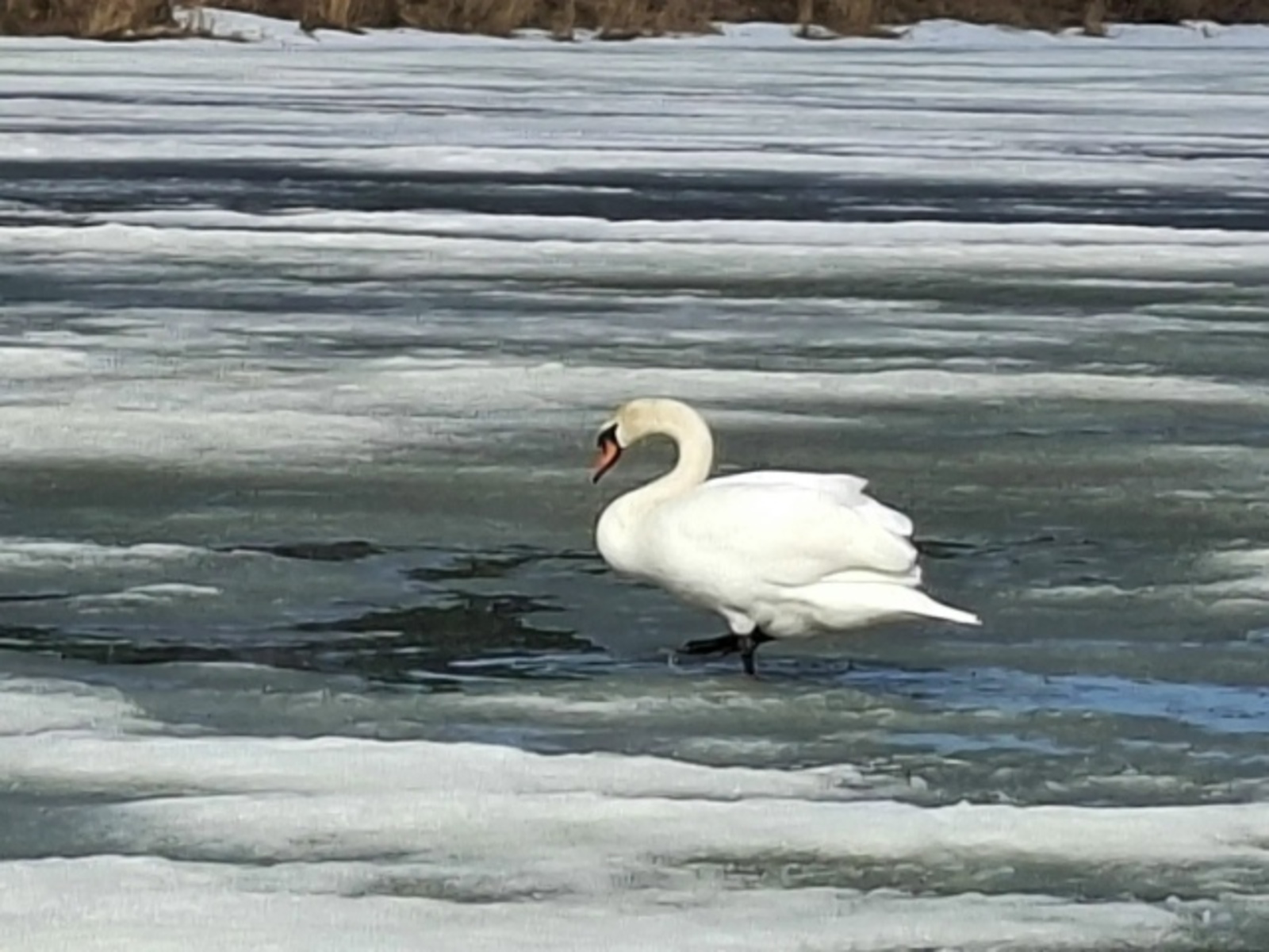 Кандракүлгә килегез, аккошларны күрегез!