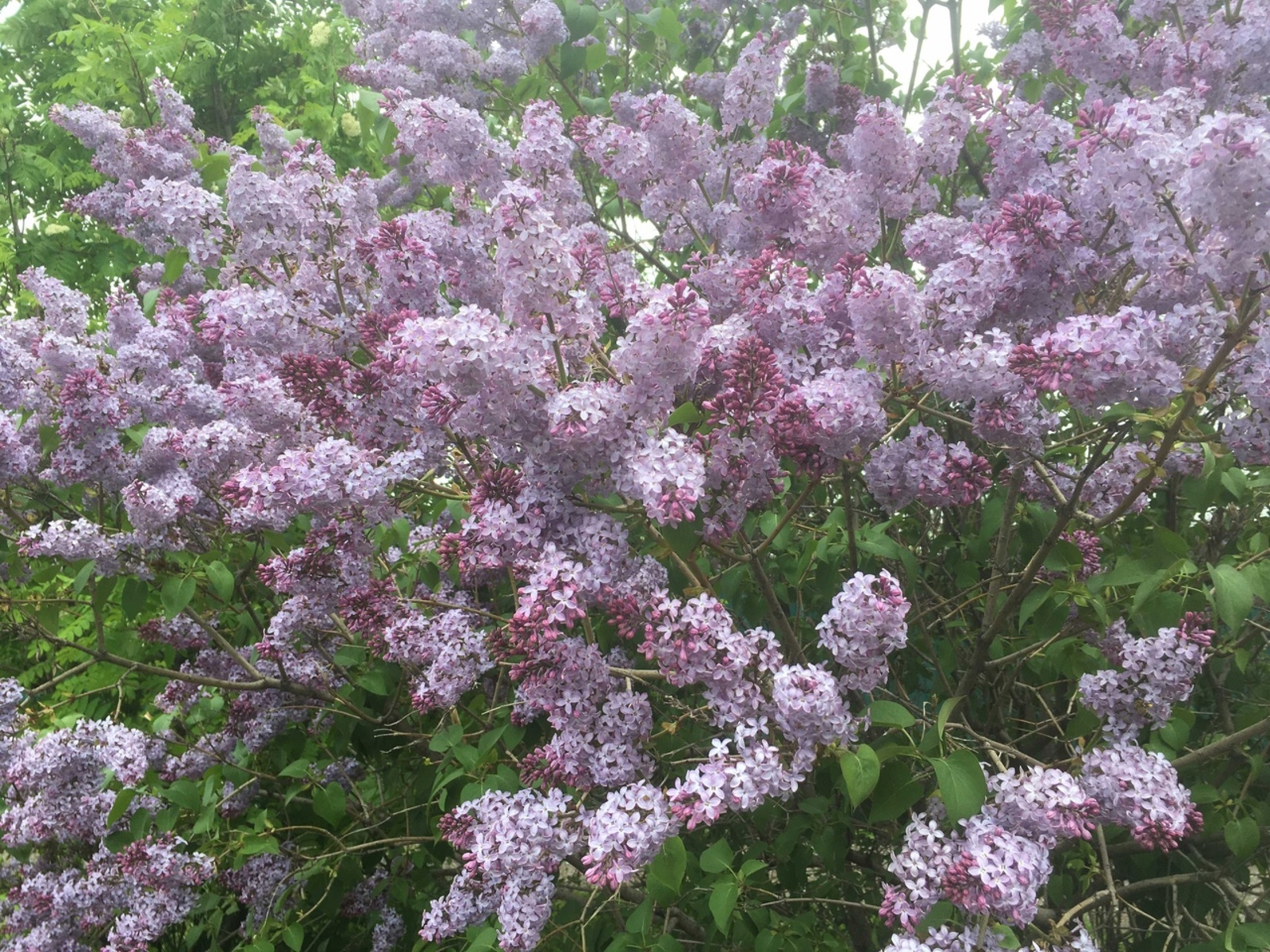 Өй янына сирень утыртмагыз...