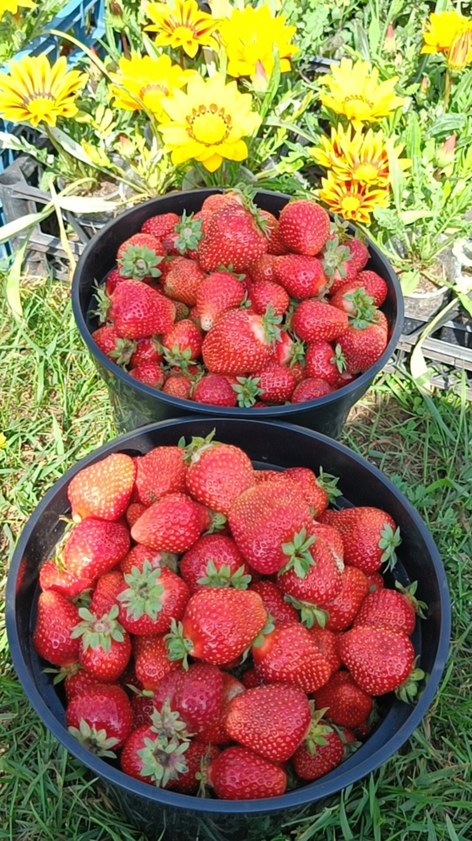 Бакча җиләген күбрәк ашап калыгыз!