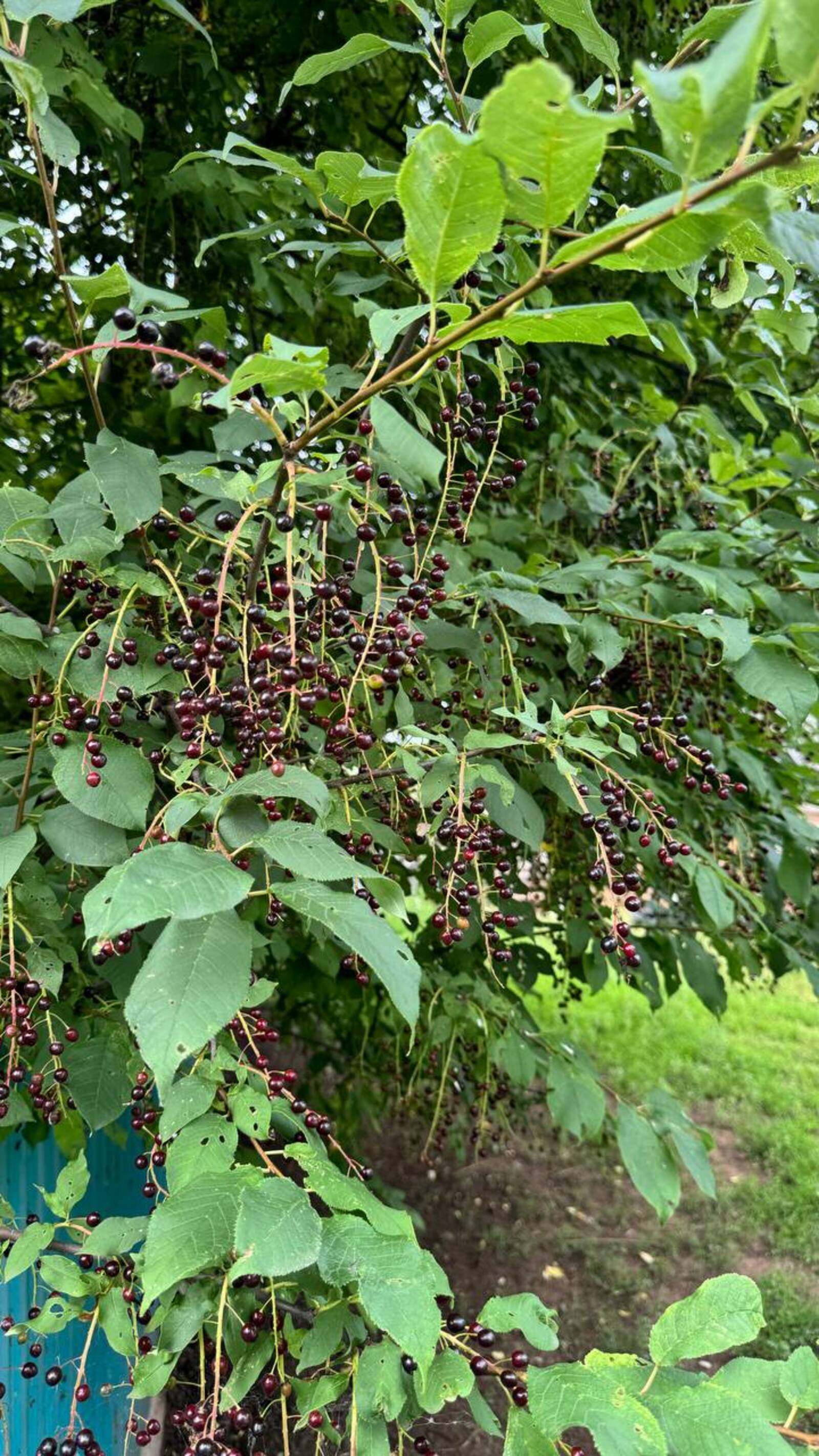 Шомырт яратасызмы?