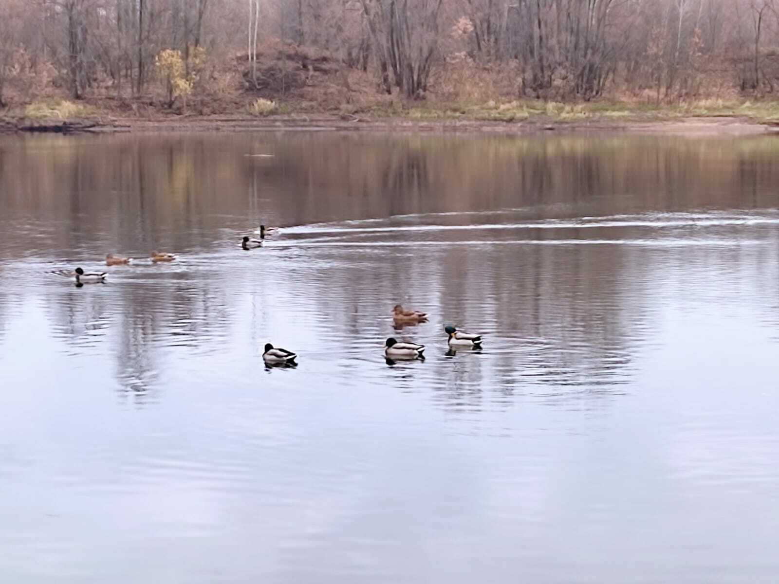 Телләр бетү чәчәкләр үлеменә тиң ул!