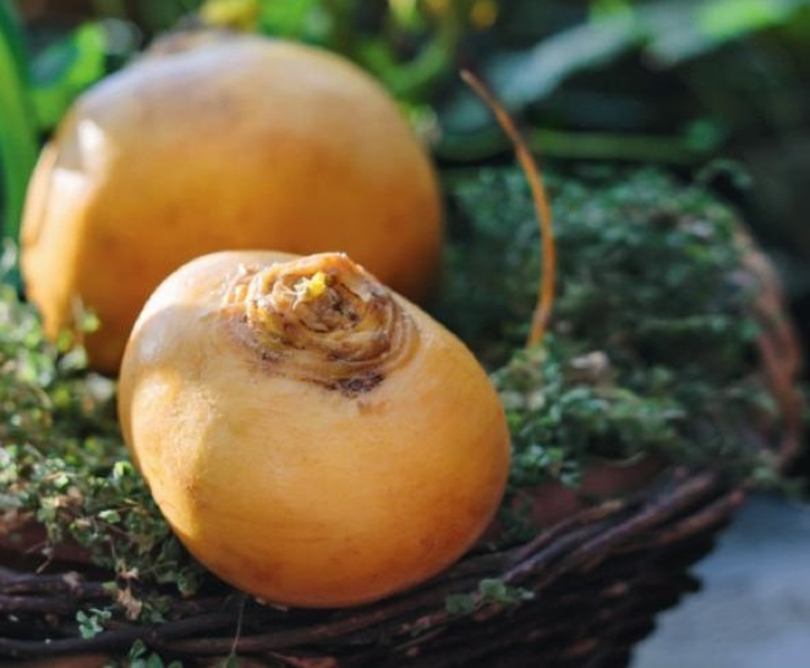 Бәрәңге янына шалкан да салыгыз...