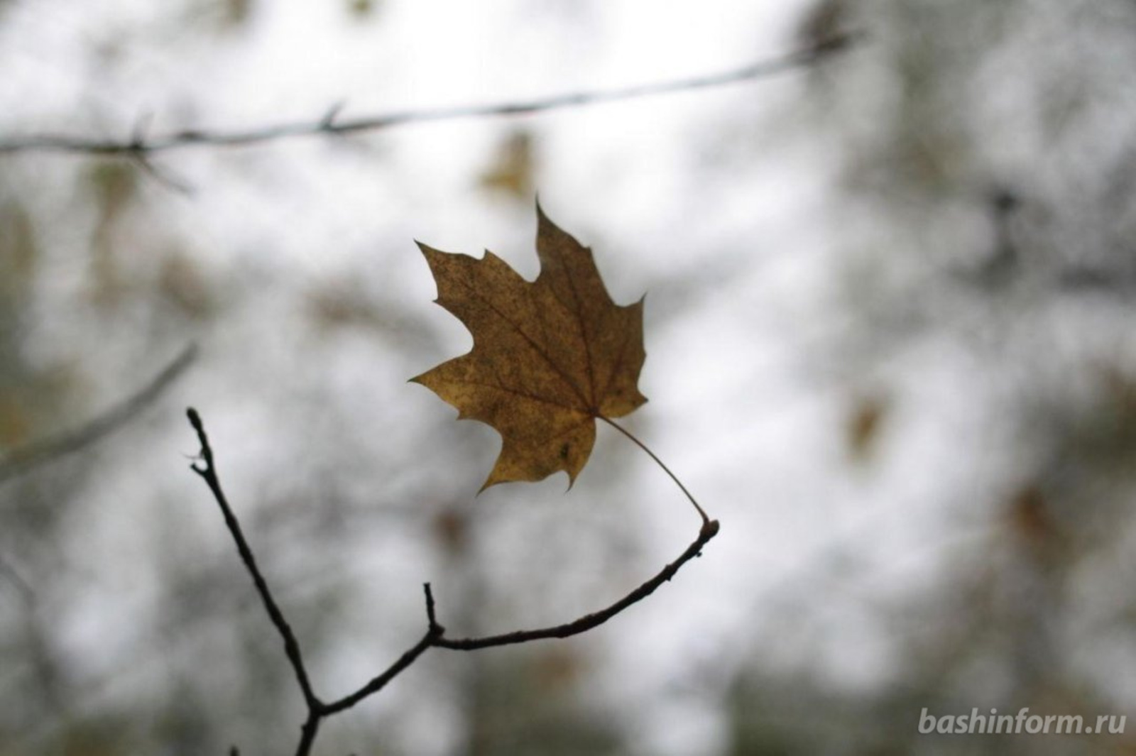 "Ирләр, дусларыгызга ышанмагыз!"